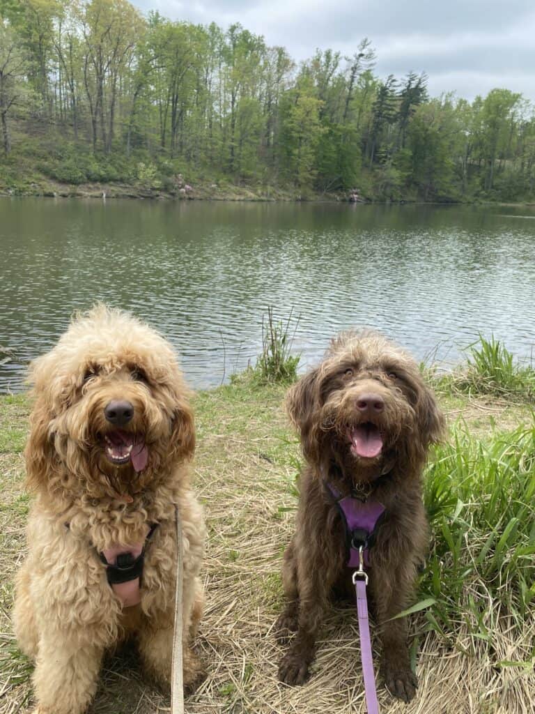 two large dogs in front of a river