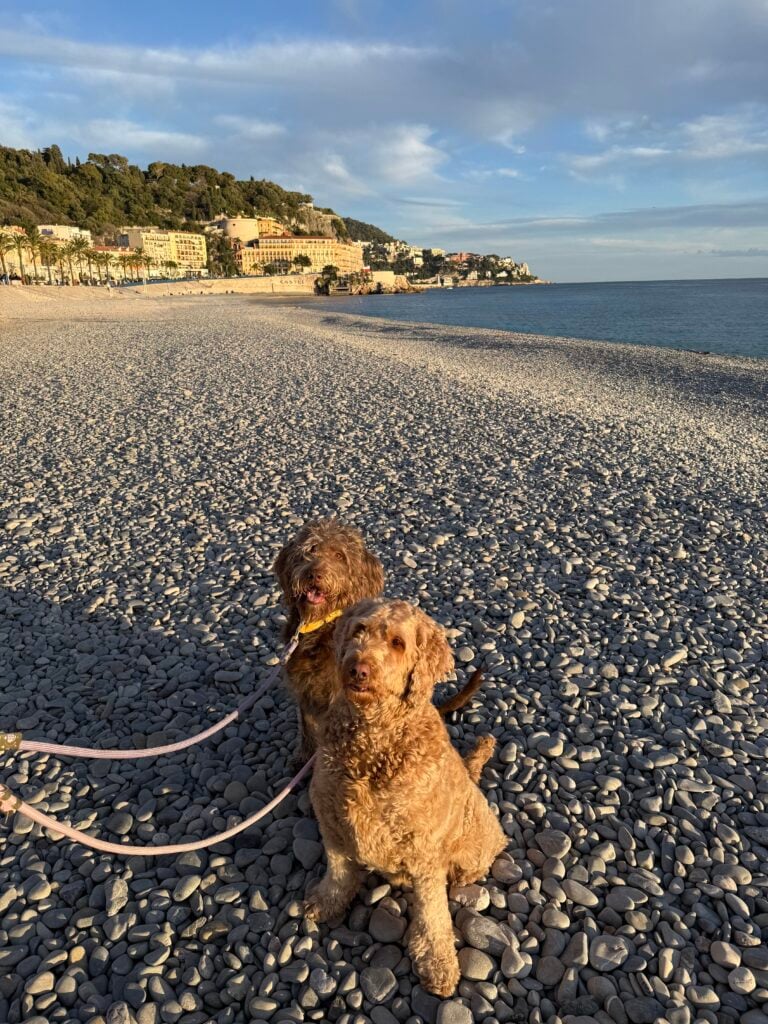 two dogs on a beach in Nice, France
