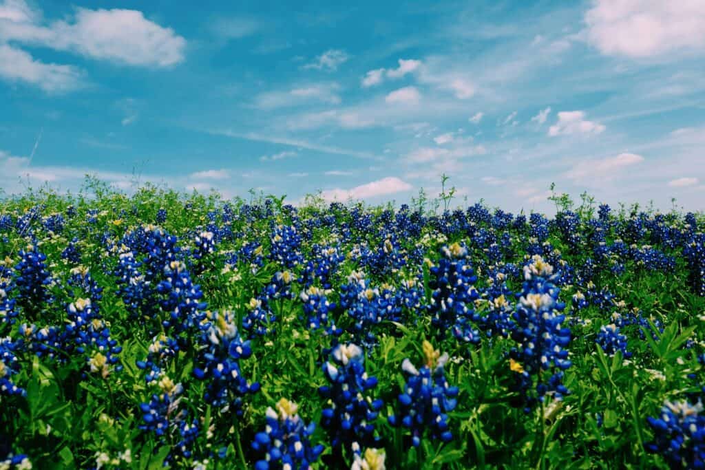 a field of purple flowers